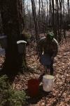 Maple Sugaring 30-20-01769