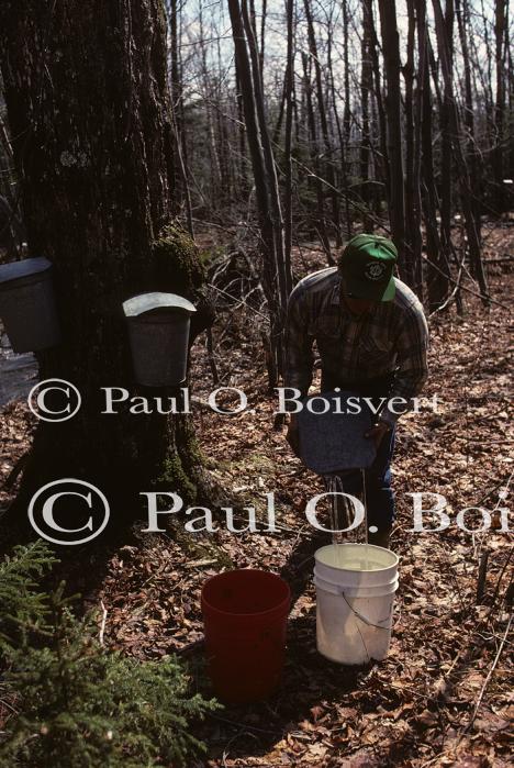 Maple Sugaring 30-20-01769