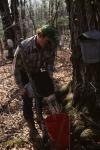 Maple Sugaring 30-20-01774