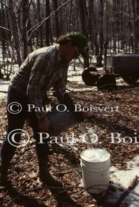 Maple Sugaring 30-20-01781