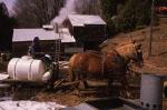 Maple Sugaring 30-20-01897