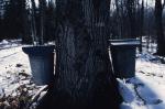 Maple Sugaring 30-20-02051