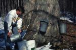 Maple Sugaring 30-20-02060