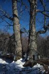 Maple Sugaring 30-20-02061