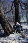 Maple Sugaring 30-20-02063