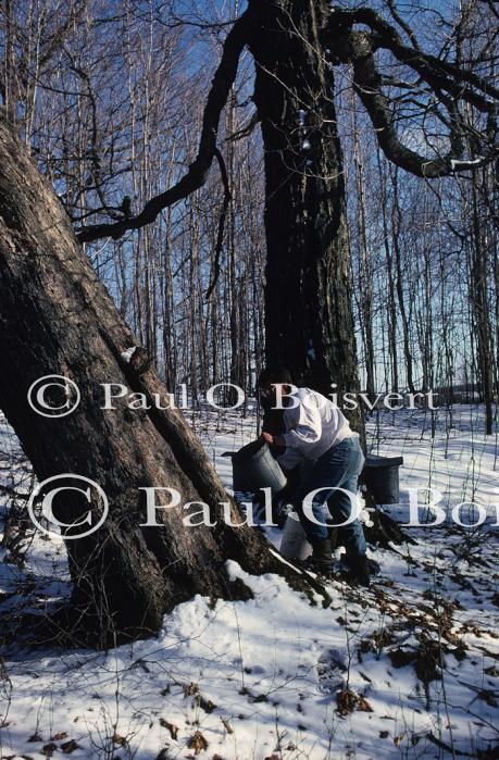 Maple Sugaring 30-20-02063