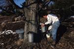 Maple Sugaring 30-20-02079