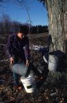 Maple Sugaring 30-20-02082