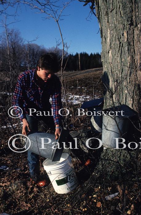 Maple Sugaring 30-20-02082