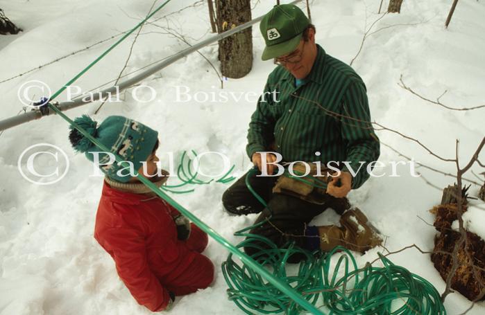 Maple Sugaring 30-20-02976