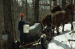 Maple Sugaring 30-20-03063