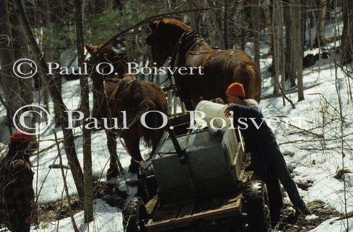 Maple Sugaring 30-20-03066