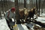 Maple Sugaring 30-20-03150