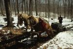 Maple Sugaring 30-20-03151