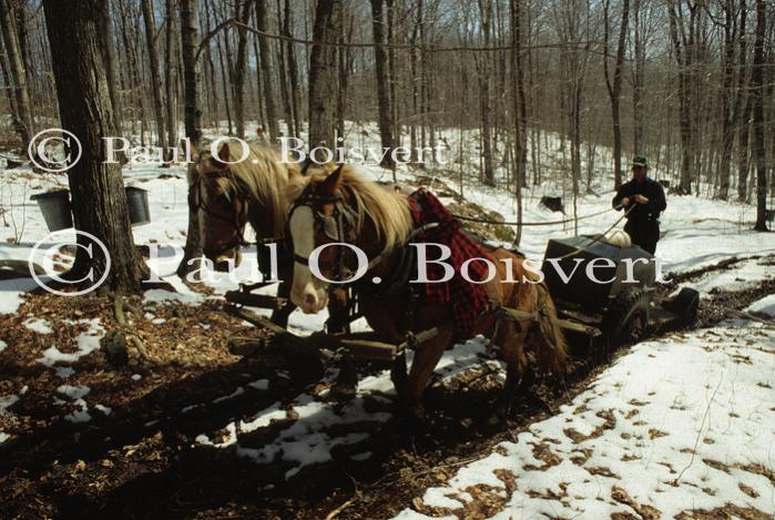 Maple Sugaring 30-20-03151