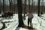 Maple Sugaring 30-20-03155