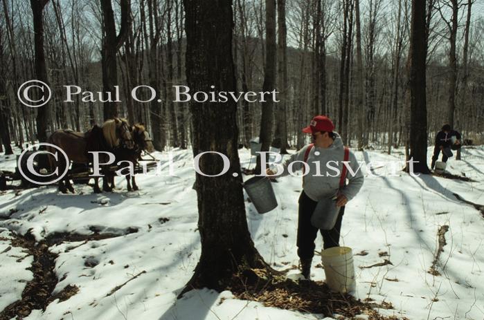 Maple Sugaring 30-20-03155