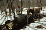 Maple Sugaring 30-20-03160