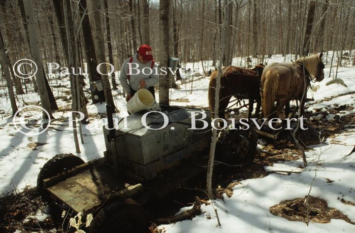 Maple Sugaring 30-20-03160