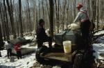 Maple Sugaring 30-20-03174