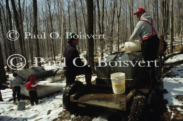 Maple Sugaring 30-20-03174