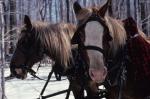 Maple Sugaring 30-20-03202