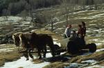 Maple Sugaring 30-20-03259