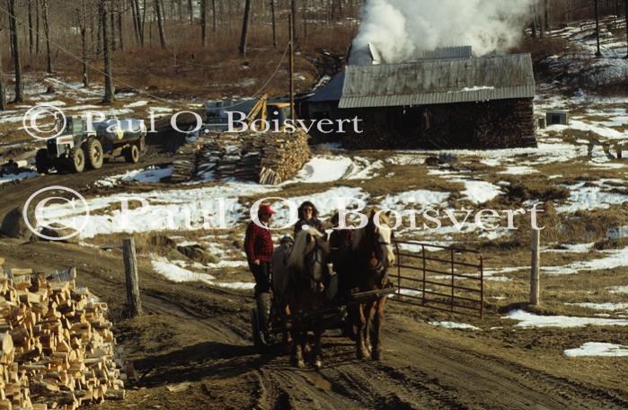 Maple Sugaring 30-20-03274