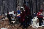 Maple Sugaring 30-20-03314