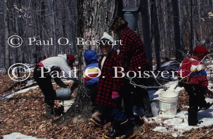 Maple Sugaring 30-20-03314