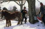 Maple Sugaring 30-20-03421