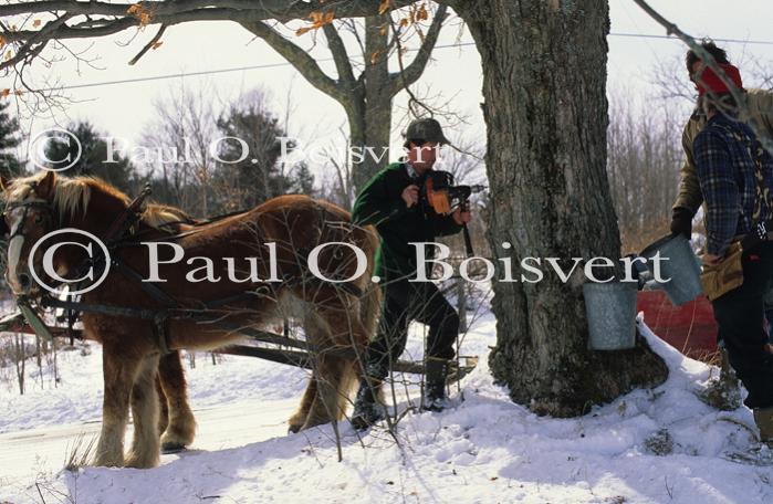 Maple Sugaring 30-20-03421