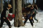 Maple Sugaring 30-20-03427