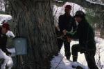 Maple Sugaring 30-20-03437