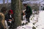 Maple Sugaring 30-20-03440