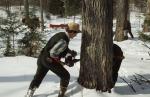 Maple Sugaring 30-20-03457