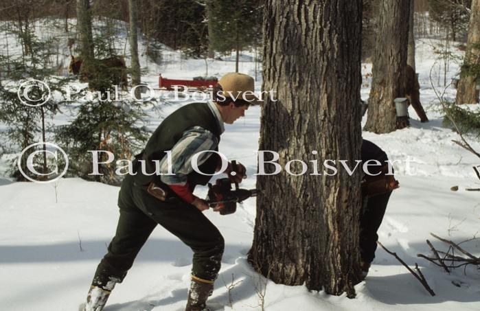 Maple Sugaring 30-20-03457