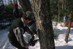 Maple Sugaring 30-20-03483