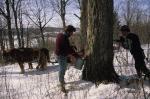 Maple Sugaring 30-20-03503