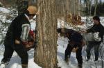 Maple Sugaring 30-20-03506