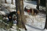 Maple Sugaring 30-20-03510