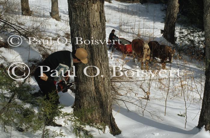 Maple Sugaring 30-20-03510