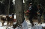 Maple Sugaring 30-20-03515