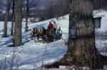 Maple Sugaring 30-20-03518