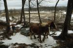 Maple Sugaring 30-20-03578