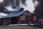 Maple Sugaring 30-20-03628