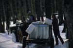 Maple Sugaring 30-20-03932