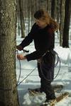 Maple Sugaring 30-20-04145