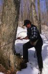 Maple Sugaring 30-20-04165