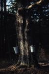 Maple Sugaring 30-20-04484